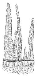 Leptotheca gaudichaudii, peristome detail showing one tooth, two endostome segments, and two cilia. Drawn from B.H. Macmillan 72/856, CHR 164360 or A.J. Fife 6347, CHR 405561.
 Image: R.C. Wagstaff © Landcare Research 2021 CC BY 4.0